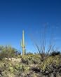 Nature's Variety in the Desert Near Tucson, Arizona - Interesting Photographic Print by Carol M. Highsmith