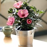 Blushing Hibiscus - Potted Plant in Galvanized Tin
