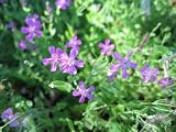 33,000 Catchfly Flower Seeds in Each Packet with Free Shipping - B000NKB1T6