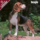 Beagle 2009 Wall Calendar 12