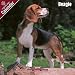   - Beagle 2009 Wall Calendar 12