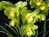 Cymbidium Via Verde Dawn Lime Delight orchid blooming size in 3.5 inch pot