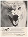1984 Lockheed S-3B Viking Aircraft Wolf Photo Print Ad