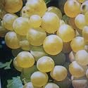 Christmas Plant Gifts- Grow Your Own Grape Vine