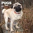 Pugs 2009 Square Wall Calendar