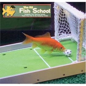 R2 Solutions R2 Fish School