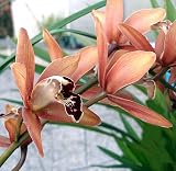 Shining Fire Cymbidium Orchid - 4 pot - Rose/Red/White