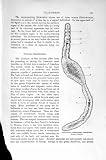 Natural History 1896 Dendrocoelian Planarian Worm