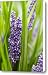 Border Grass Liriope Muscari Big Blue Canvas Print / Canvas Art - Artist VisionsPictures