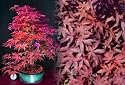 Kinram Japanese Maple 5 Seeds - Acer - Bonsai