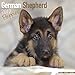 German Shepherd Puppies Calendar 2017 - Puppies Calendar - Dog Breed Calendars - 2016 - 2017 wall calendars - 16 Month by Avonside