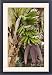 Framed Prints of DAD-1987 Dwarf Banana from Ardea Wildlife Pets