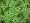 Lush Green Queen Sheet Set 200 Thread Count