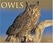 North American Owls 2008