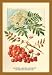 Flowers Leaves and Fruit Of The Mountian Ash. 12x18 Giclee on canvas