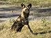 African Hunting Dog, Male Resting after Hunt, Okavango Delta, Botswana Photographic Poster Print by Mike Powles, 24x18