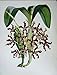C1979 Orchids Flowers Schomburgkia Undulata Pink Brown