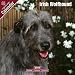 Irish Wolfhound 2009 Wall Calendar