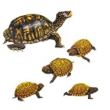 Wild Life Animals Wall Sticker Mural Turtle Wild Life Animals Wall Sticker Mural Turtle