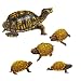 WildLife Animals Wall Sticker Mural Turtle