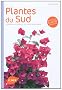 Plantes du Sud : Comment les choisir et les cultiver facilement