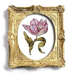 genus Tulipa 11 - Gold Frame Magnet with pop-out easel (2-3/4" x 2-1/2")
