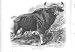 Lydekker Royal Natural History Bull Gaur Natural History Antique Print 1894