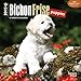 Bichon Frise Puppies 2015 Calendar