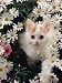 turkish van - Domestic Cat, Turkish Van Kitten Among White Dasies with Pink Primulas Photographic Poster Print by Jane Burton, 12x16
