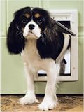 Pet Supplies : PetSafe Plastic Pet Door, Premium White, Medium