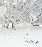 On the trail of the silver brumby