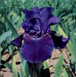 'Rosalie Figge' (Before the Storm) Bearded Iris-Potted