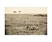 In the Tall Grass, Serengeti by Lorne Resnick poster print,19.5 in. x 15.8 in.