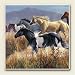 Band of Thunder Western Horses Absorbastone Coasters Set/4
