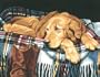 Dimensions PaintWorks/Paint By Number, Loyal Friend