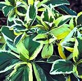 Lemon Wave Hydrangea Bush - Psychedelic - FANTASTIC!