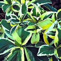 Lemon Wave Hydrangea Bush - Psychedelic - FANTASTIC!