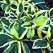 Lemon Wave Hydrangea Bush - Psychedelic - FANTASTIC!