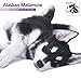 Alaskan Malamute 18 Month 2016 Wall Calendar
