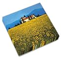 Sunflower Fields Cocktail Napkins, 20 Count