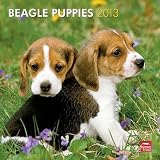 (12x12) Beagle Puppies - 2013 Wall Calendar Reviews