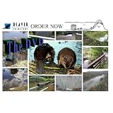 The Best Beaver Management Practices: Long Term Solutions to Beaver Dam Flooding
