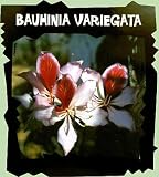 Variegated Purple Orchid Tree 5 Seeds - B000UPXF7A