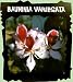 Variegated Purple Orchid Tree 5 Seeds