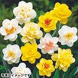 国華園　八重咲水仙お楽しみ福袋(品種見計らい・名称付)　20球