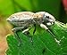 REAL BUGS Curculionid Beetle in Resin