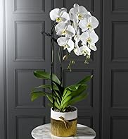 Autograph™ Double Cascade Orchid