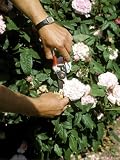 Dead-Heading Rosa Jaques Cartier (Portland Rose) Lackham College Garden Wiltshire... by AllPosters.com