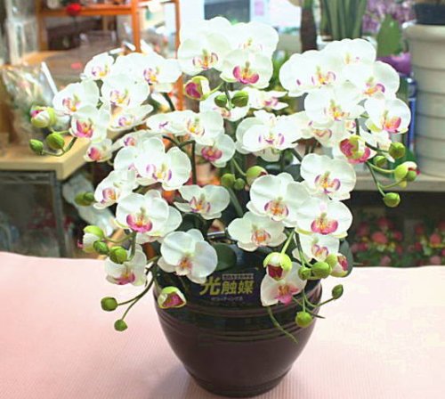胡蝶兰【光触媒】 造花 ミディ5本立て 粉红色