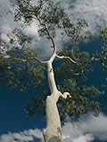 IMAGE OF View Looking up the Trunk of a Ghost Gum Tree Premium Photographic Poster Print by Richard Nowitz, 24x32